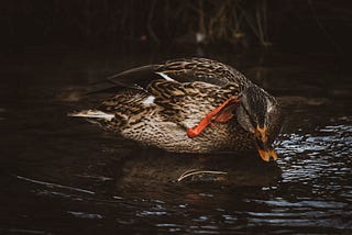 Black Ducks