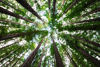 Trees, I wish you could come in my dreams.