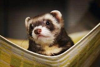 Facts About Ferrets