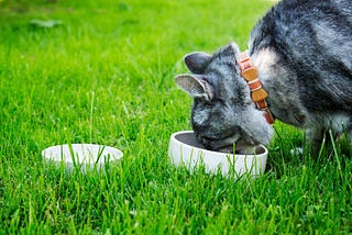 From the Inside Out: Recipes for Homemade Cat Treats with Vet-Approved Nutrition