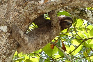 Sloths