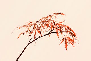 Maple leaf and self-values
