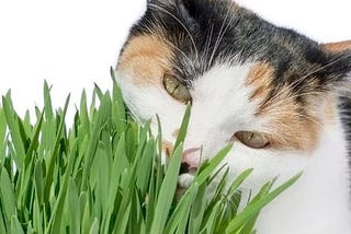 cat-grass-wheat-seeds-1-lb13500seeds-grow-greens-for-your-pets-1
