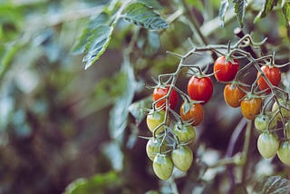 Finding an Unlikely Source of Water for My Gardening