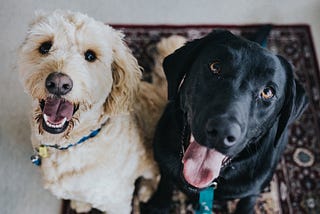 5 Life Lessons From the Happiest Beings on Earth — Dogs