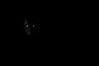 Can Dogman’s Eyes Change Color?