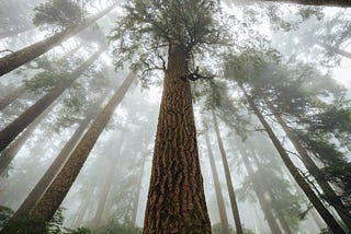 Adam’s Roots