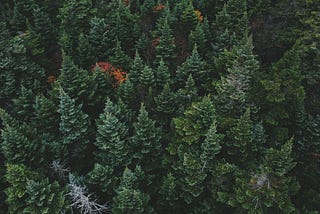 Random Forest(🎄🌴🌲) for Regression…