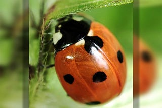 ladybug on a leaf, close up