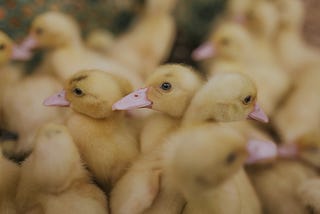Disasters and duck domestication: Adapting to climate change — Red Deer Advocate