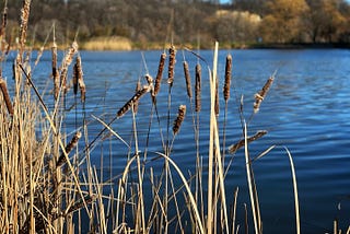 Cattails in the foreground, with a blue pond in the background.