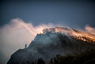 Portrait of a Forest on Fire