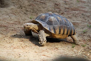 Floyd’s Tortoise and Hare Algorithm — for beginners