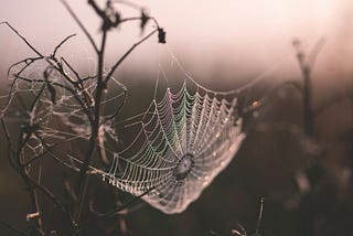 A spiderweb photographed in somber black and white.