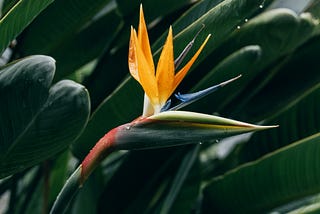 bird of paradise plant