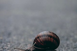 A fancy snail on a gloomy street.