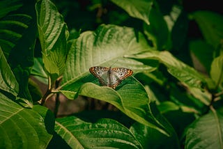 How Did Andrew Tate Make His Money: All You Need To Know