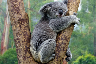 Kelly the Koala Fable