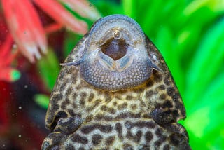 A suckerfish scrapes on the inside of an aquarium glass wall.
