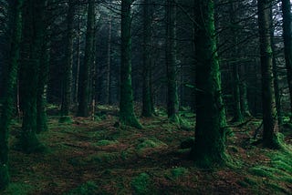 A forest with barren trees that have a green hue to them