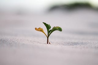 Building a Growth Mindset: Unlock Your Potential and Achieve Greater Success