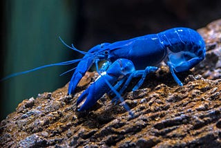 Lobsters Don’t Die of Natural Aging?