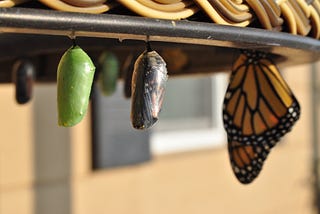 Orange and Black Butterflies Emerging from Cocoons