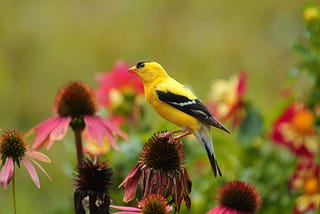 The Joy of Listening To Birds Sing
