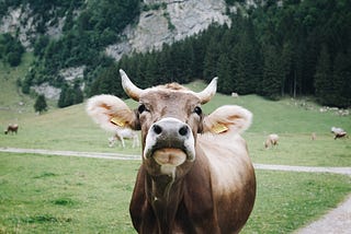 Divisive Discourse and Climate Change — Vegans vs The World.