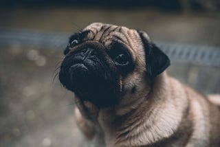 My Pug is an Attention-Whore — What I’ve Learned from Him