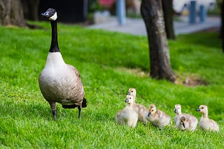 How the father’s height influences the son’s height