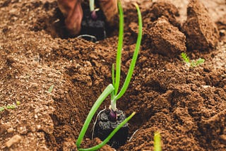 SUSTAINABLE AGRICULTURE WITH TECHNOLOGY