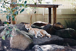 The Dingo Ate My Baby: Trial by Public Opinion