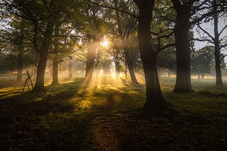 An open woods, with sunlight filtered into beams of love.