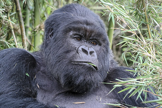 TOP 5 Tourist Attractions in Rwanda to Invest