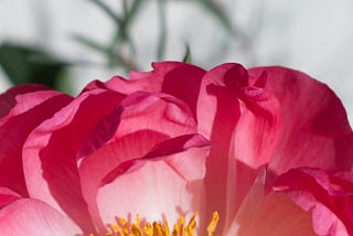 Celebrating Connection: June Writing Prompts for Modern Sobriety