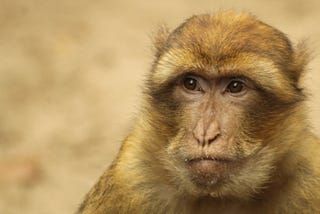 Interview With a Neuralink Monkey