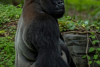 My arm resembled a silverback gorilla based upon my BodyPod measurements.