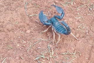 Reptiles, a scorpion and a rainbow