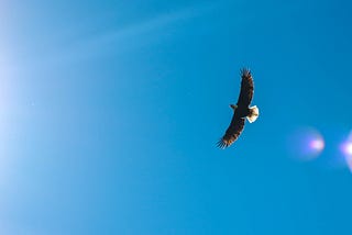 An eagle flying in the sky