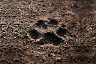 Paw print in soil