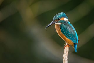 The Simply Wild Noticeboard —  May 2024