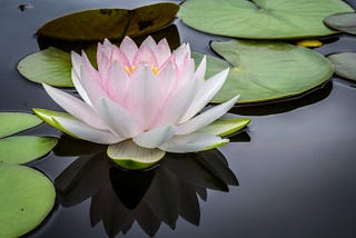 The Silent Lotus