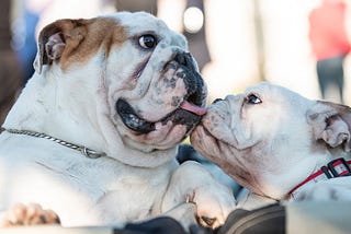 You Won’t Believe How Good Bulldogs Are as Family Pets!