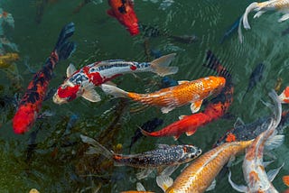 Koi fish in a pond