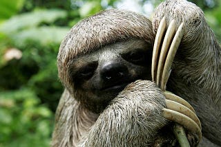 SLOTH