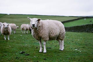 Lancashire Sheep farmers can only count to 20