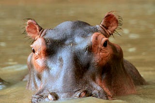 Photo of a hippo peering out from the water.