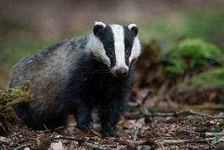 Photo of an American Badger in the wild.