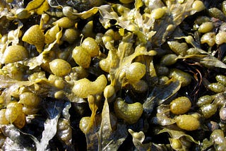 How to lose weight by using Bladderwrack?